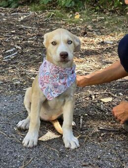 Sensible freundliche SADY sucht ♥️ - München