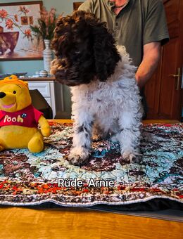 Lagotto Romagnolo Welpen - Gotha