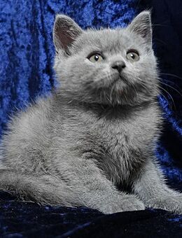 Fluffy sucht ein Zuhause - Dortmund