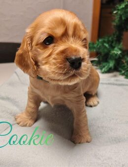 Englisch Cocker Spaniel Welpen - Lingen (Ems)