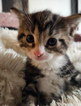 Katzenbabys 8 Stück suchen ab Dezember eine zuhause!!! - Auetal