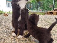 Süße katzenkitten suchen ab sofort ein neues Zuhause - Buchholz (Westerwald)