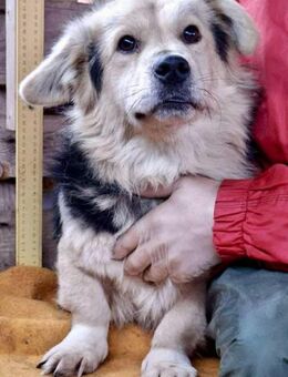 Dino.zuckersüßer , kleiner Teddy - Koblenz
