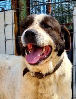 Minas - zutraulicher XXL-Kuschelbär - Mettmann