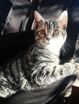 Süße Julia - Teppichrakete 16Wo. Kurzhaar getigert w Kinderlieb Hundefreundlich Kätzchen Kitten Katzenbaby - Biebergemünd