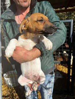 Zuki - traumhafte Familienhündin - Schlitz