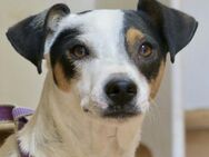 Snoopy, aufgeweckt, aktiv, offen - Westerholt