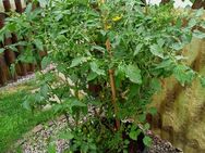 Tomate - Gladbeck