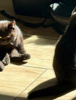 Möchte uns denn niemand haben? Britisch Kurzhaar Kitten BKH Katze - Lalendorf