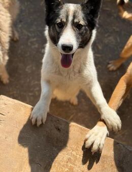 Lucky, bildschöne Husky-Mix Hündin - Köln