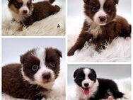 Miniature Australian Shepherd Welpen mit Papieren