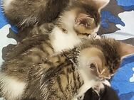 Kitten Baby Katzen - Ottrau