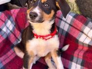 LITA - ausgeglichenes Hundemädchen - Velbert