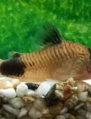 Panda Panzerwelse in 97618