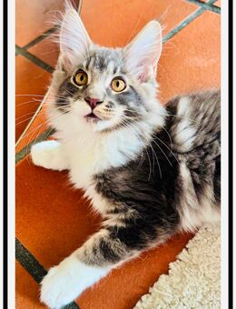 Reinrassiges Maine Coon Mädchen - Aue