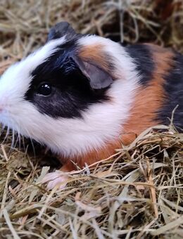 Meerschweinchen Bock Böcke 8 Wochen - Högsdorf