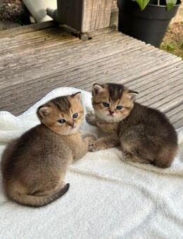 Katzenbabys - Seeg
