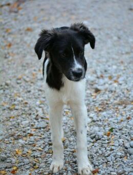 Barney - Hast du ein Zuhause für mich? - Alfeld (Leine)