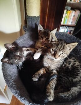 Kitten Katzenbabys abzugeben bei Koblenz - Kobern-Gondorf