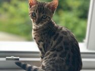 Bengal Kitten - Mannheim