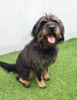 ARCHIE - aus schlimmer Haltung..... - Kempen