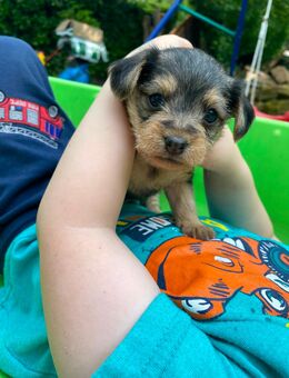 Zuckersüße Yorkshire Terrier x Chihuahua mischlings Welpe - Gelnhausen
