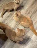 BKH Kitten M+W 20Wochen ab sofort in 52525