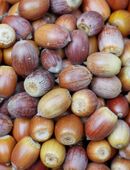 Roteiche Rot Eiche Samen Baum Saatgut Eicheln Wald heimisch Stiel Wald in 74629