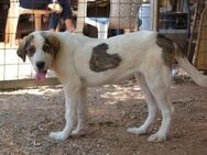 Charline - Hundekind mit 2 Herzen - Mettmann
