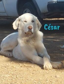 César ist eine noble Schönheit 09/23 ESP - Ruppertsecken