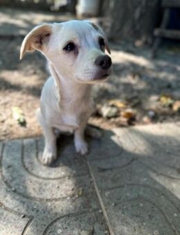 kleine Linse, 25cm, 5kg sucht Heim - Köln