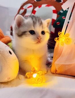 Zuckersüße Bkh Kitten - Köln