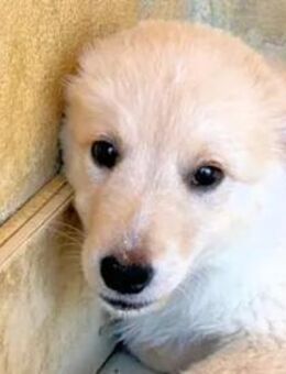 DUSTIN - ein kleiner Schatz - Regensburg