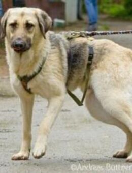 Chepi sucht standfeste Menschen - Egelsbach