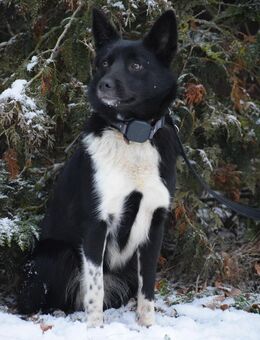 Ich bin es Hope , gib mir die Chance und du hast ein Hundeherz für dich !!!! Bin ca 9 Monate,ca 40 cm hoch und warte geduldig auf meine zukünftige Familie - Hohe Börde