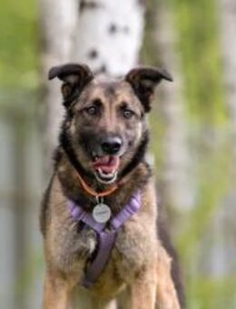 Verschmuste Birma sucht ihre Menschen - Duisburg