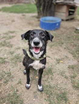 Spiky - Freundlicher Rüde sucht Zuhause - Berlin