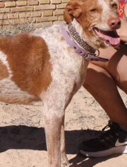 Yonna ❤️ unsere Anfängerhündin - Neudenau