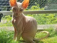 Don Sphynx kitten - Clausthal-Zellerfeld