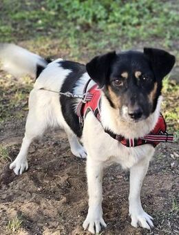 Lexa ist offen, freundlich und klug - Schafflund