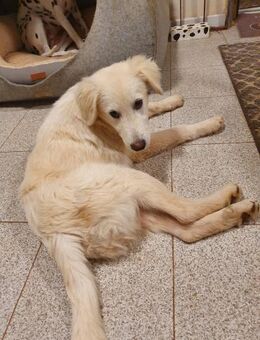 Aris - Mönchengladbach