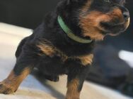 Rottweiler Welpen - Dernbach (Landkreis Südliche Weinstraße)