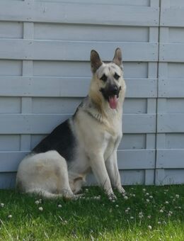 Osteuropäischen Schäferhund Rüden abzugeben - Stauchitz