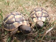 Griechische Landschildkröten (THB) NZ 2023 - Königsbrück