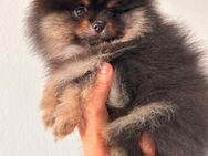 Zwergspitz Pomeranian Welpen - Hügelsheim