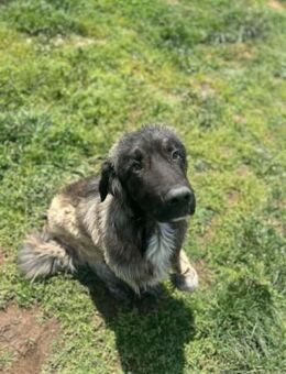 Bobi auf Pflegestelle in 29594 - Ovelgönne