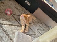 Katze Weibchen - Rottenburg (Neckar)