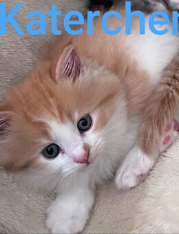 Hübsche Maine Coon Mix kitten - Mücke