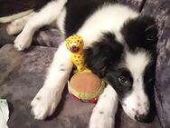 Border collie Mischlinge - Deining