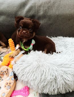 Bildhübsche Chihuahua Pinscher Mix Fluffy Welpen - Marienberg
